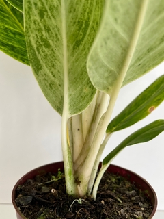 Aglaonema queem - Orquideomania - A Melhor loja para comprar Orquídeas online.