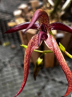 Bulbophyllum meen garuda - comprar online