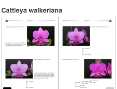 Livro Cattleya Walkeriana