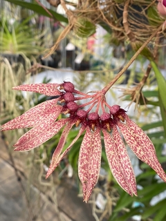 Bulbophyllum strangularium - Orquideomania - A Melhor loja para comprar Orquídeas online.