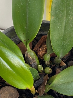 Bulbophyllum meen garuda - loja online