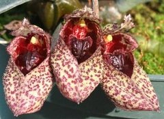 Bulbophyllum frostii