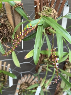 Bulbophyllum buffo / falcatum - comprar online