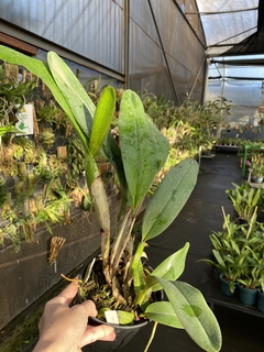 Orquídea Laelia tenebrosa - comprar online