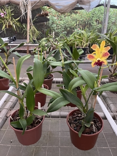 Orquídea Lc. Chocotone Gold (botões) - comprar online