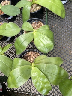 Phalaenopsis bellina x violacea na madeira - Orquideomania - A Melhor loja para comprar Orquídeas online.