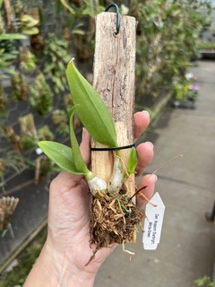 Dendrobium Nopporn Starbright white green (importado) - Orquideomania - A Melhor loja para comprar Orquídeas online.