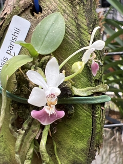 Phalaenopsis Parishii (micro) - comprar online