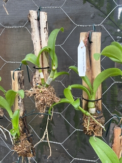 Dendrobium Aridang green mutation (importado) na internet