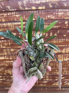 Dendrobium jenkinsii - comprar online