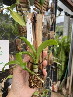 Dendrobium Aridang green mutation (importado) - Orquideomania - A Melhor loja para comprar Orquídeas online.