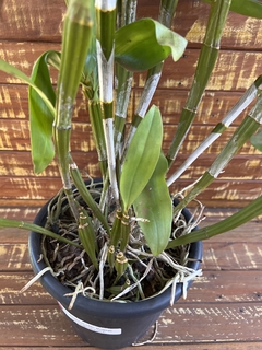 Dendrobium Thyrsiflorum x Dend Mousme (porte GG) - Orquideomania