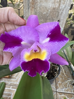 Cattleya ruth gee x empress x lc sheila compton