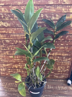 Dendrobium Thyrsiflorum x Dend Mousme (porte GG) - comprar online