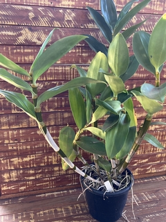 Dendrobium Thyrsiflorum x Dend Mousme (porte GG) - loja online