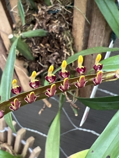 Bulbophyllum buffo / falcatum
