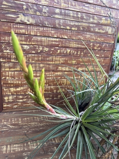 Tillandsia wisdomiana (coleção Ju) - comprar online