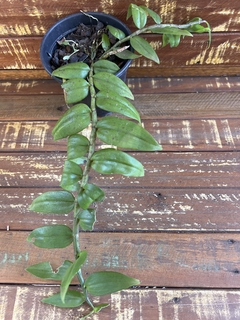 Dendrobium Pierard (vaso 10) - comprar online
