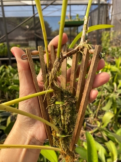 Bulbophyllum gibbosum - comprar online