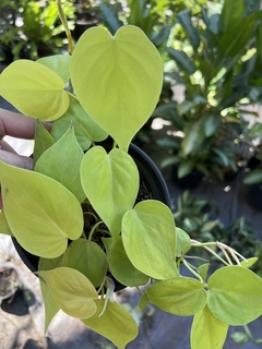 Philodendron lemon - Orquideomania