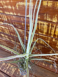 Tillandsia Retrosa (importada) na internet