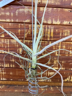 Tillandsia Retrosa (importada) - Orquideomania - A Melhor loja para comprar Orquídeas online.