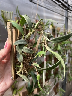 Bulbophyllum pardalotum na internet