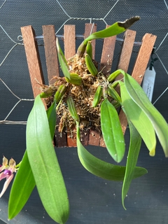 Bulbophyllum Kalimpong shan - comprar online