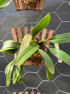 Bulbophyllum Kalimpong shan