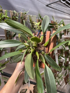Bulbophyllum sanguineopunctatum - Orquideomania - A Melhor loja para comprar Orquídeas online.
