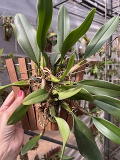 Bulbophyllum sanguineopunctatum - loja online