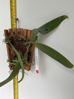 Bulbophyllum Bicolor (ultima unidade) - comprar online