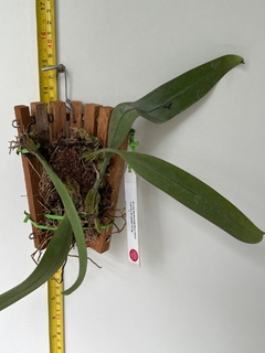 Bulbophyllum Bicolor - comprar online