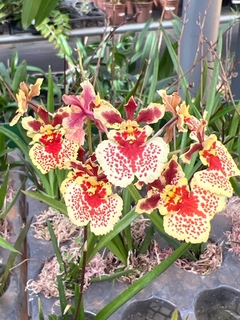 kit Orquídea Toluminia + Fortirriza 120 gramas - loja online