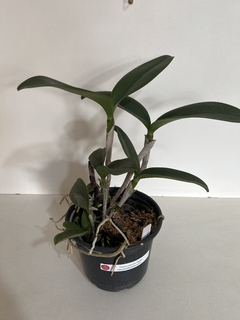 Cattleya Leopoldi tigrina (1069) - Orquideomania - A Melhor loja para comprar Orquídeas online.