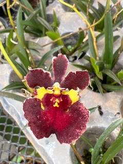 Imagem do kit Orquídea Toluminia + Fortirriza 120 gramas