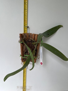 Bulbophyllum Bicolor (ultima unidade) na internet