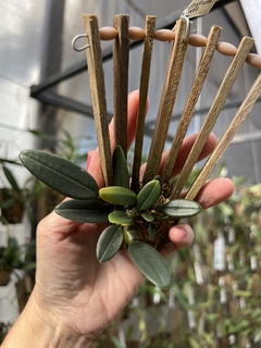 Bulbophyllum Cruentum x frostii - loja online