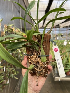 Bulbophyllum buffo / falcatum - loja online