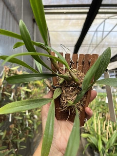 Bulbophyllum buffo / falcatum na internet