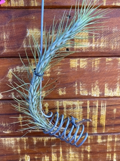 Tillandsia Funckiana