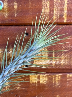 Tillandsia Funckiana - Orquideomania - A Melhor loja para comprar Orquídeas online.