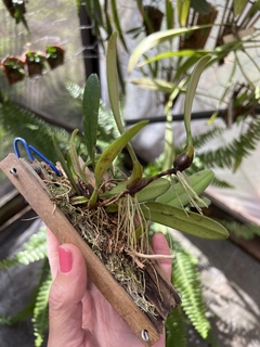 Bulbophyllum pingtungense - Orquideomania - A Melhor loja para comprar Orquídeas online.