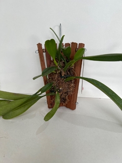Bulbophyllum grandiflorum - Orquideomania - A Melhor loja para comprar Orquídeas online.