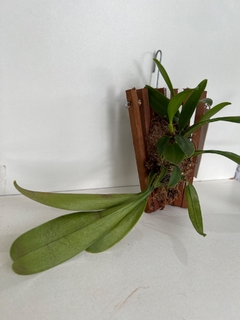 Bulbophyllum grandiflorum - loja online