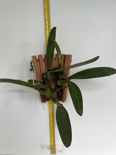 Imagem do Bulbophyllum strangularium