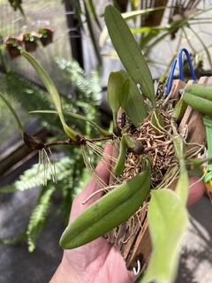 Bulbophyllum pingtungense - loja online