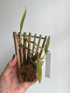 Bulbophyllum Angustifolium - Orquideomania - A Melhor loja para comprar Orquídeas online.