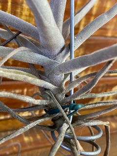 Tillandsia streptocarpa lira (imoortada) - loja online