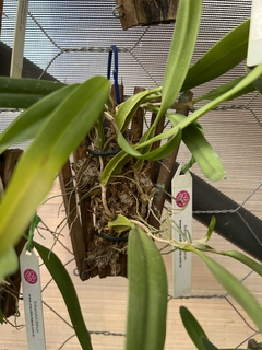 Bulbophyllum biflorum - comprar online